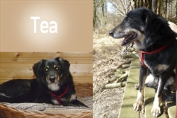 Tea je u skloništu provela dugih 12 godina!  Nevjerojatno je koliko se promijenila, postala je "drugi pas" vesela je i zaigrana, puno voli istraživati i šetati, a koji puta i potrčati :)